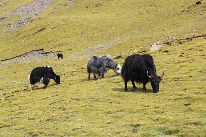 Intermediate+ Word of the Day: yak – WordReference Word of the Day