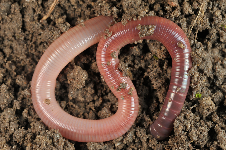 Intermediate+ Word of the Day: worm – WordReference Word of the Day